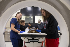 turtle at UGA CVM