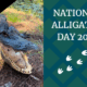 smiling alligator