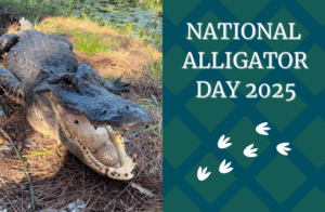 smiling alligator in a swamp with the words "National Alligator Day 2025"