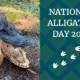 smiling alligator in a swamp with the words "National Alligator Day 2025"