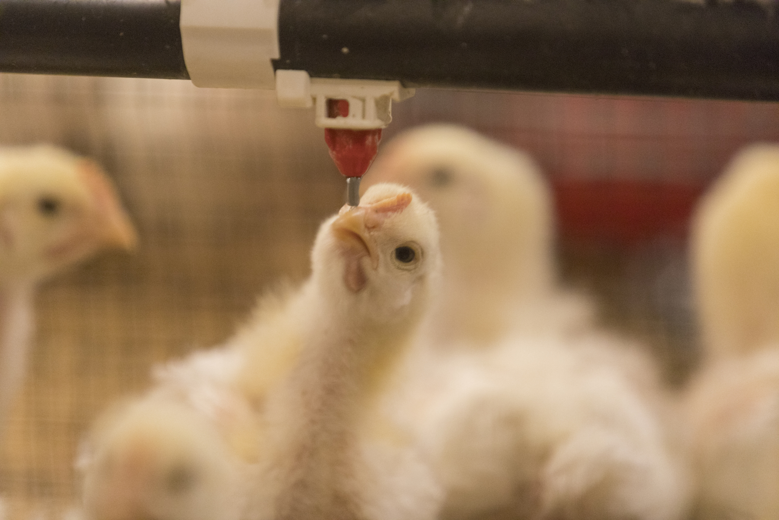 Chickens at UGA's Poultry Science Center.