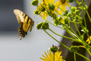 Yellow and black butterfly interacting with yellow flowers