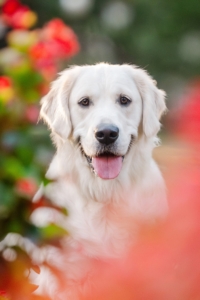 photo of bonnie the dog