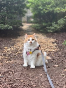 photo of Jelly the cat