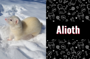 photo of alioth the weasel