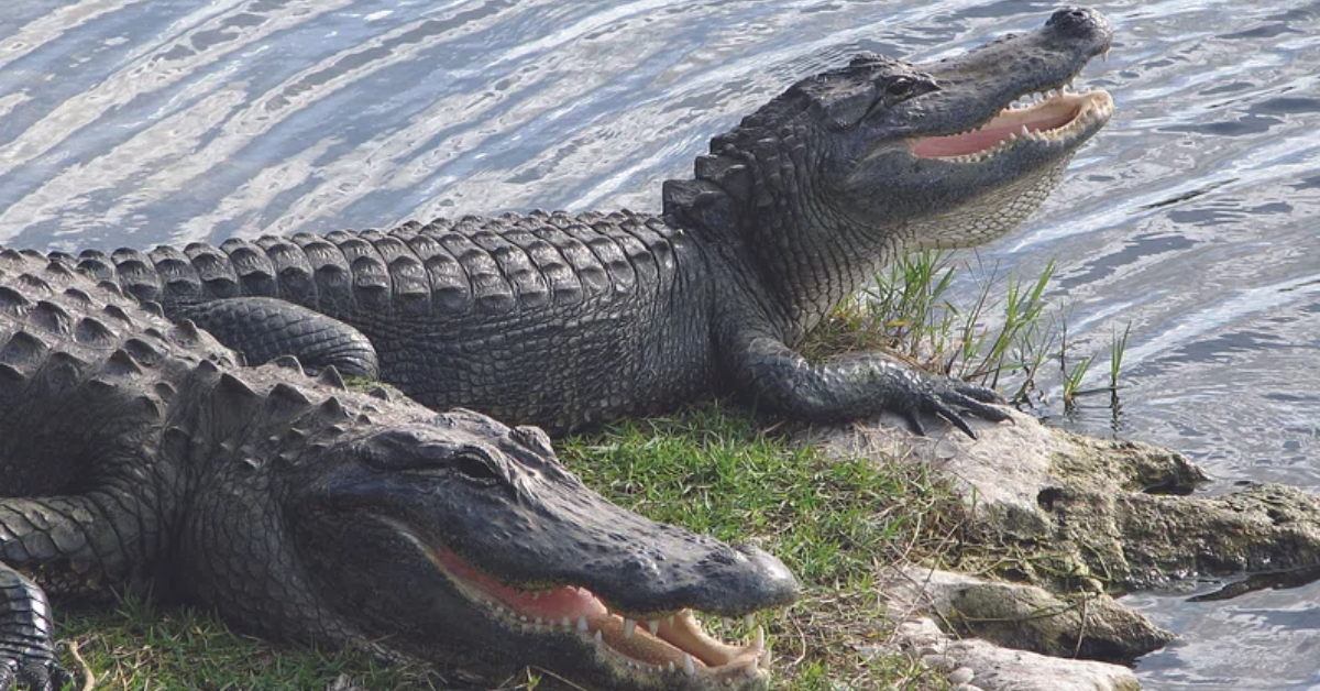 two alligators on log near water