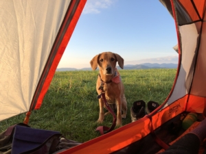 Photo of Sadie the dog