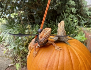 photo of nemo the lizard