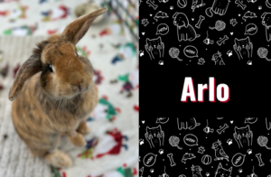 photo of arlo the bunny