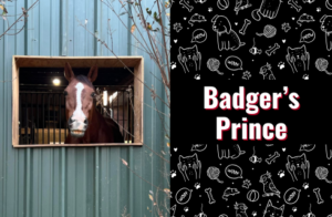 photo of badger's prince the horse
