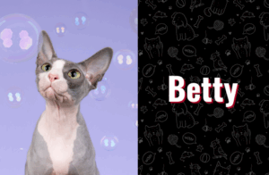 photo of cat Betty