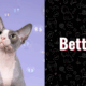 photo of cat Betty