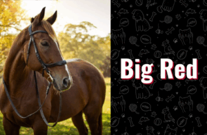 photo of Big Red the horse