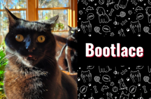 photo of bootlace the cat