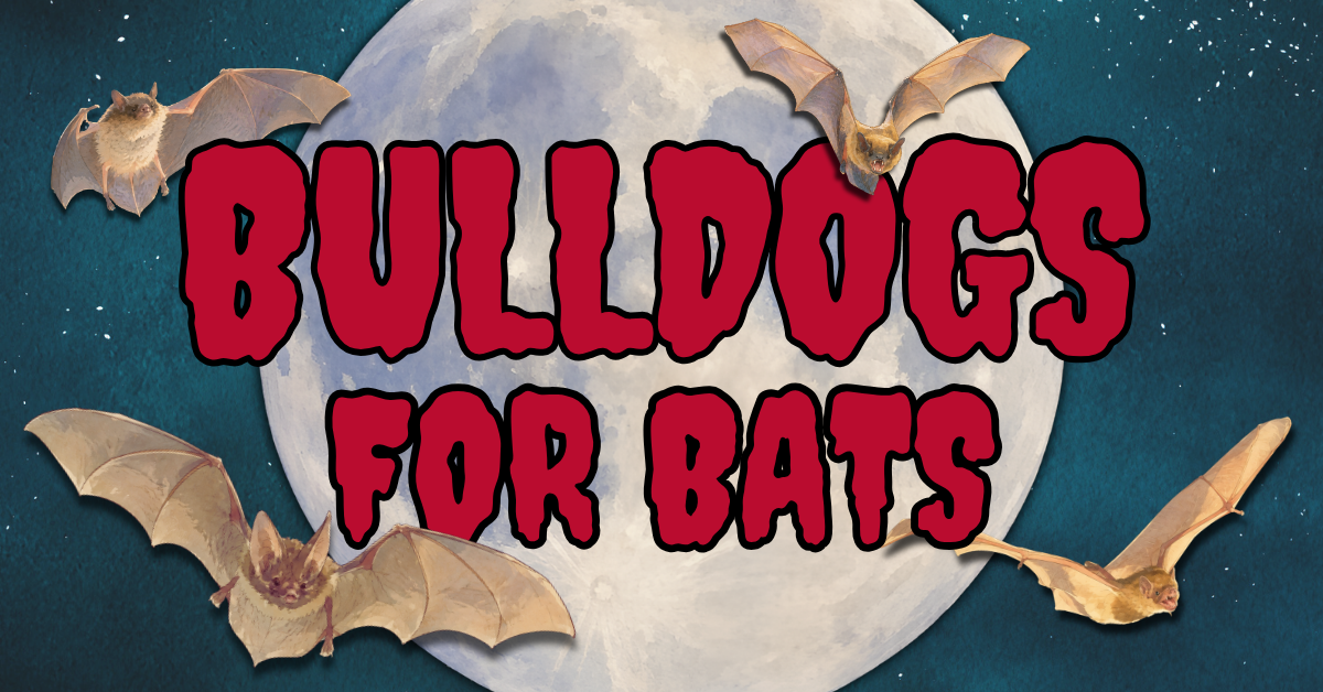 Bulldogs for Bats written in red text over graphic of night sky with bats.