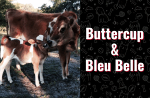 photo of Buttercup & Bleu Belle the cows