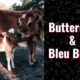 photo of Buttercup & Bleu Belle the cows