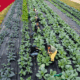 photo of UGArden