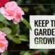 CED Keep the Garden Growing Funded
