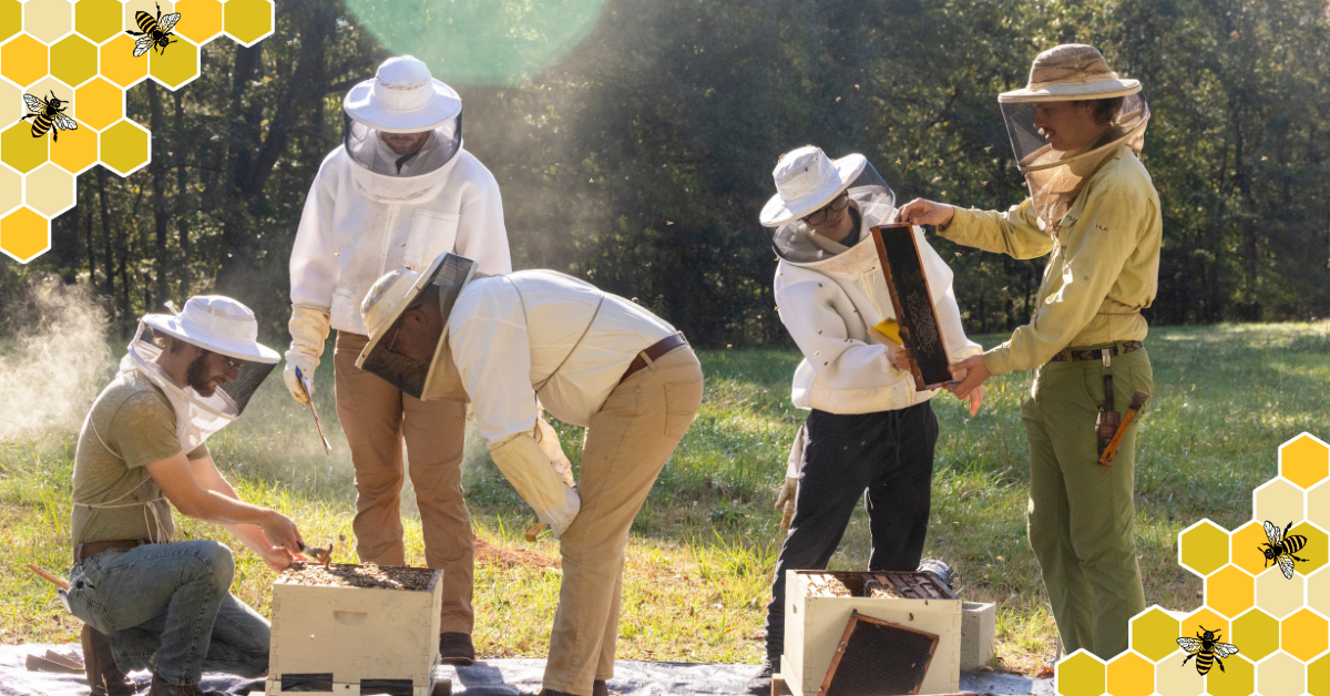 photo of vet students inspecting a beehive