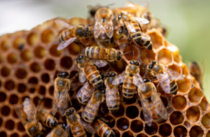 photo of honeybees in a honeycomb