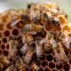 photo of honeybees in a honeycomb