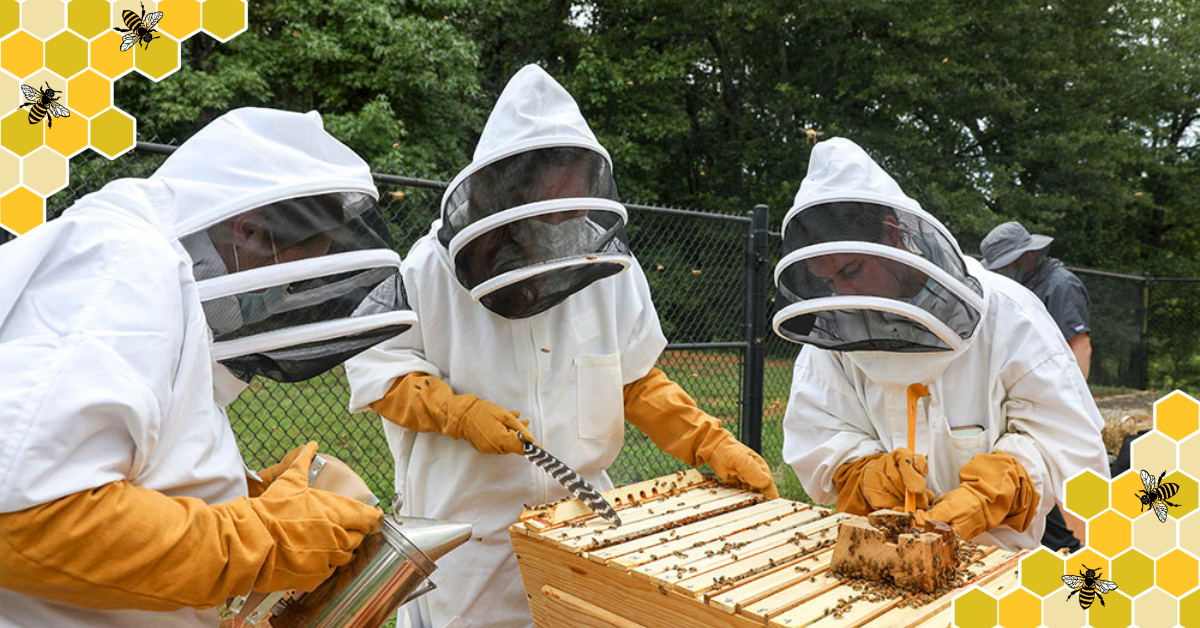photo of UGA researchers inspecting the honeybee hives