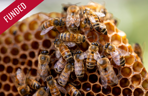 photo of honeybees in a honeycomb