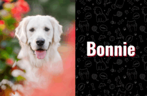photo of bonnie