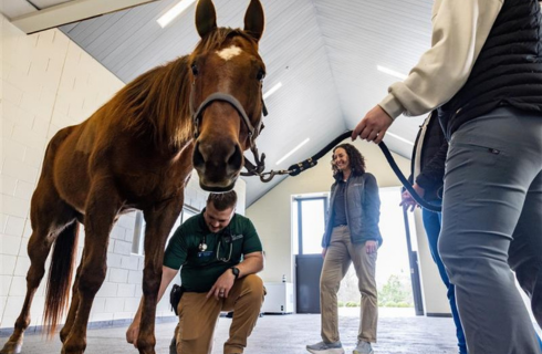 CVM Standing CT Scanner GaFunder Donation Form Graphic photo of horse