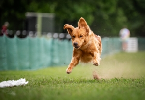 photo of Ian the dog