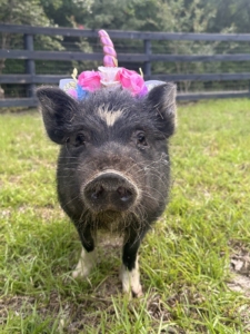 photo of katniss the pig