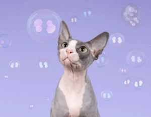 photo of betty the cat