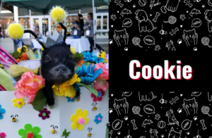 photo of cookie the pig
