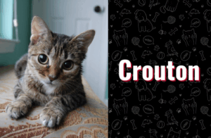 photo of crouton the cat