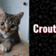 photo of crouton the cat