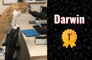 photo of darwin