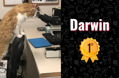 photo of darwin