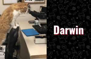 photo of darwin the cat