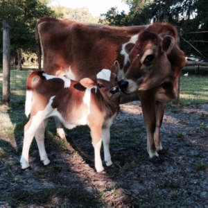 photo of Buttercup & Bleu Bell the cows