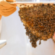 photo of bees and honey being harvested