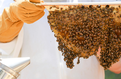 photo of bees and honey being harvested