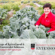 Laura Perry Johnson in vegetable field