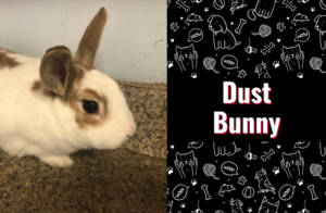 photo of dust bunny the bunny