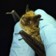 Photo of bat in gloved hand