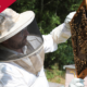 man in bee suit looking a bee hive