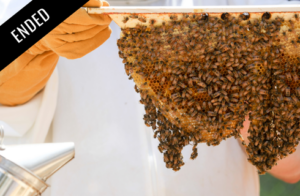 photo of bees and honey being harvested