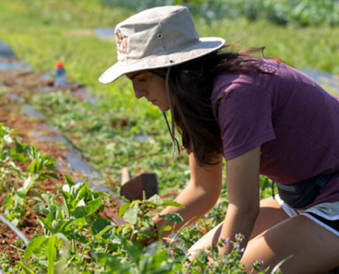 Undergraduate student Erica Head weeds a section of crops as she works at the UGArden. PHOTO: Andrew Davis Tucker / UGA