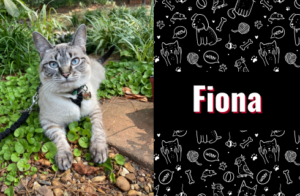 photo of fiona the cat