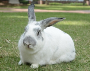 photo of kirby the bunny